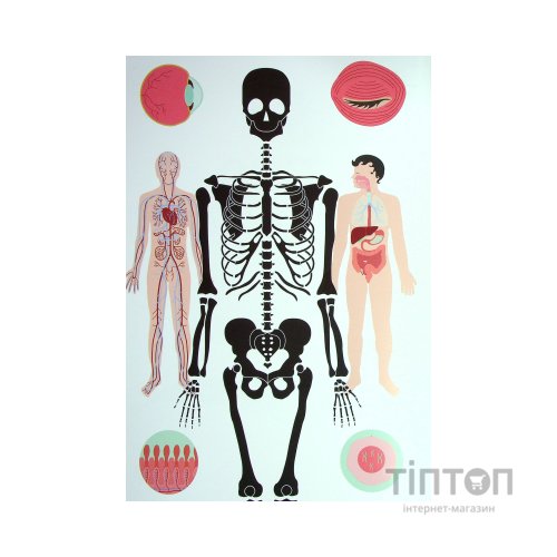 Книга Тіло людини - Кристина Перабоні Жорж (9786177853199)