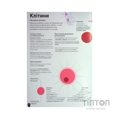 Книга Тіло людини - Кристина Перабоні Жорж (9786177853199)