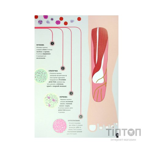 Книга Тіло людини - Кристина Перабоні Жорж (9786177853199)