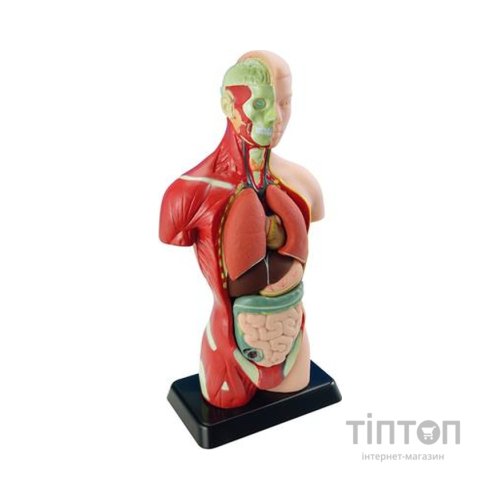 Набір для експериментів EDU-Toys Анатомічна модель людини збірна 27 см (MK027)