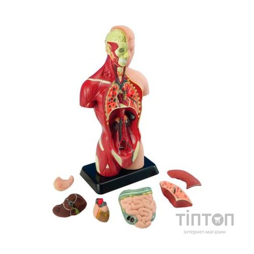 Набір для експериментів EDU-Toys Анатомічна модель людини збірна 27 см (MK027)