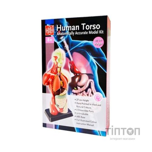 Набір для експериментів EDU-Toys Анатомічна модель людини збірна 27 см (MK027)