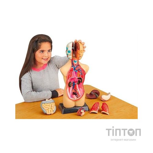 Набір для експериментів EDU-Toys Анатомічна модель людини збірна 27 см (MK027)