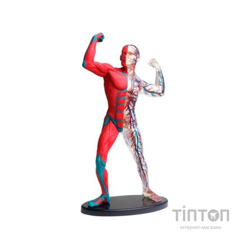 Набір для експериментів EDU-Toys Модель м'язів і скелета людини збірна, 19 см (SK056)