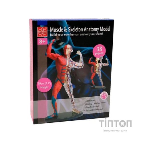 Набір для експериментів EDU-Toys Модель м'язів і скелета людини збірна, 19 см (SK056)