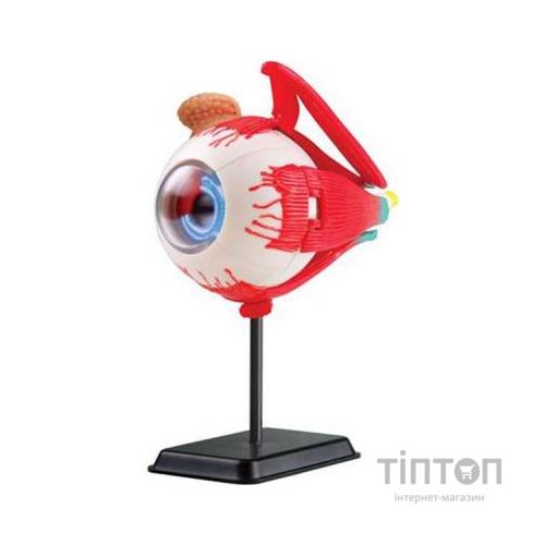 Набір для експериментів EDU-Toys Модель очного яблука збірна, 14 см (SK007)