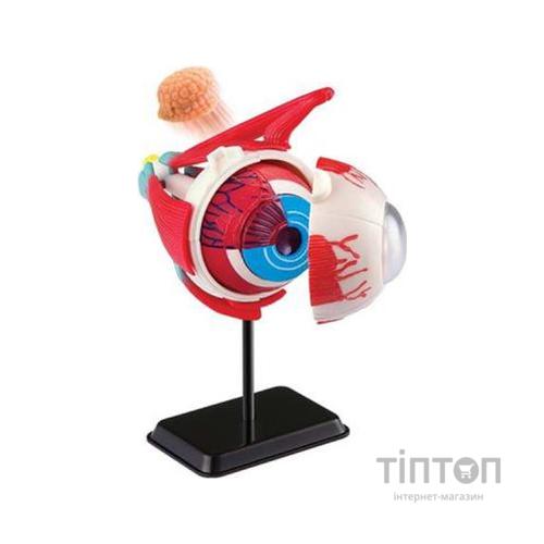 Набір для експериментів EDU-Toys Модель очного яблука збірна, 14 см (SK007)