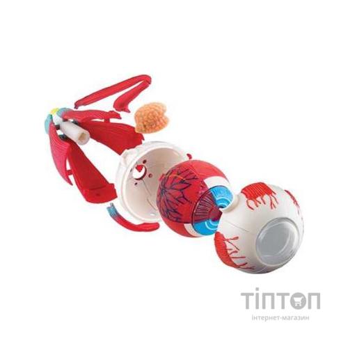 Набір для експериментів EDU-Toys Модель очного яблука збірна, 14 см (SK007)