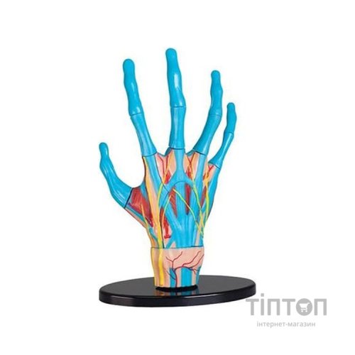 Набір для експериментів EDU-Toys Модель руки збірна, 16,5 см (SK058)