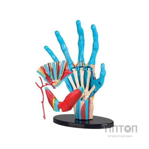 Набір для експериментів EDU-Toys Модель руки збірна, 16,5 см (SK058)