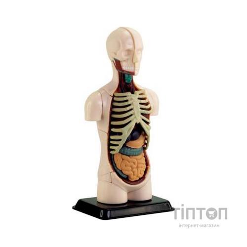 Набір для експериментів EDU-Toys Модель тулуба людини збірна, 12,7 см (SK008)