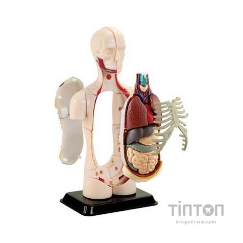 Набір для експериментів EDU-Toys Модель тулуба людини збірна, 12,7 см (SK008)