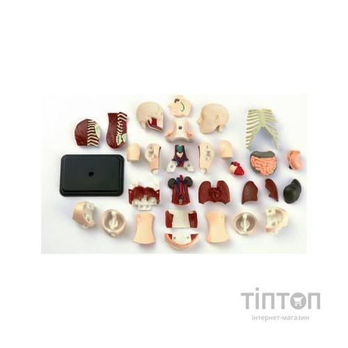 Набір для експериментів EDU-Toys Модель тулуба людини збірна, 12,7 см (SK008)