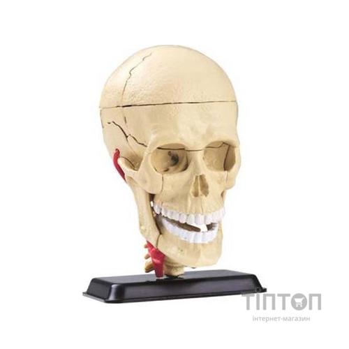 Набір для експериментів EDU-Toys Набір для досліджень Модель черепа с нервами сборная, 9 см (SK010)