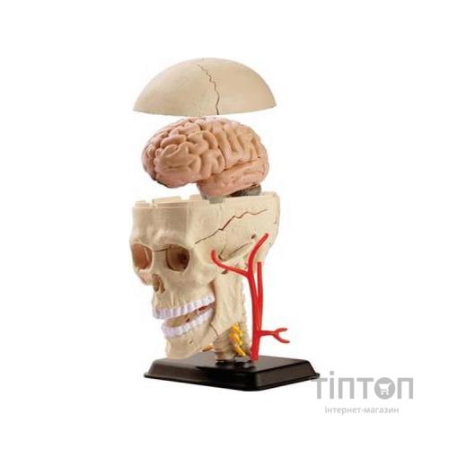 Набір для експериментів EDU-Toys Набір для досліджень Модель черепа с нервами сборная, 9 см (SK010)