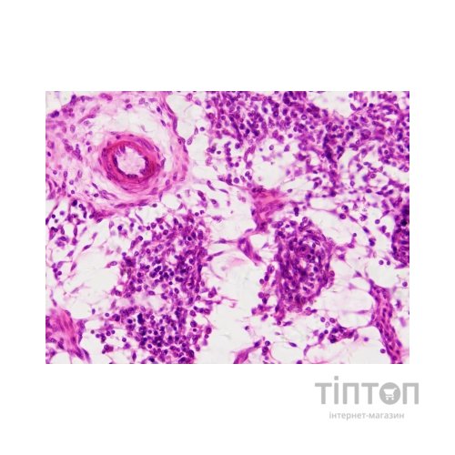 Набір мікропрепаратів Bresser Histology 30 шт (5985000) (931505)