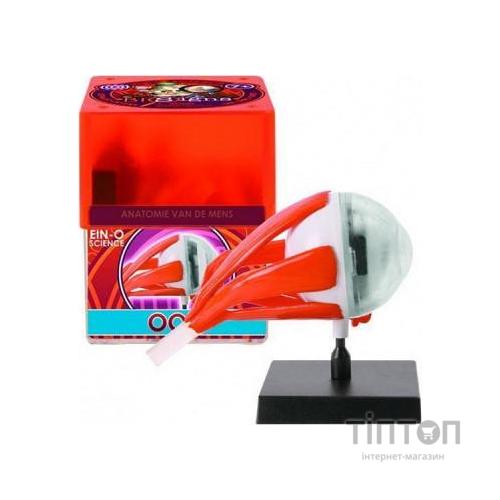 Настільна гра Professor EIN-O Очей (E2370EE)