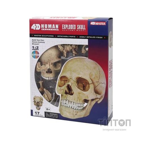 Пазл 4D Master Об'ємна анатомічна модель Череп людини (FM-626111)