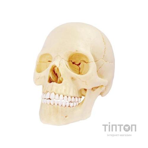 Пазл 4D Master Об'ємна анатомічна модель Череп людини (FM-626111)