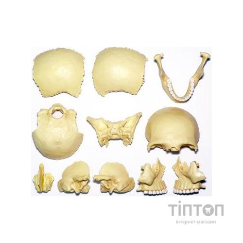 Пазл 4D Master Об'ємна анатомічна модель Череп людини (FM-626111)