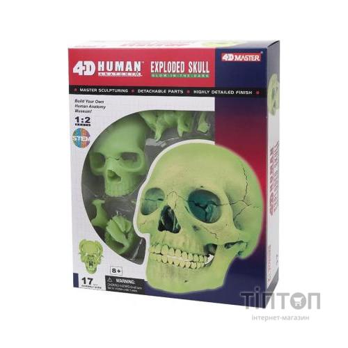 Пазл 4D Master Об'ємна анатомічна модель Череп людини світиться (FM-626113)