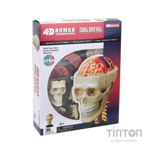 Пазл 4D Master Об'ємна анатомічна модель Черепно-мозкова коробка людини (FM-626005)