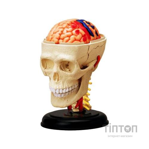 Пазл 4D Master Об'ємна анатомічна модель Черепно-мозкова коробка людини (FM-626005)