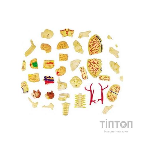 Пазл 4D Master Об'ємна анатомічна модель Черепно-мозкова коробка людини (FM-626005)