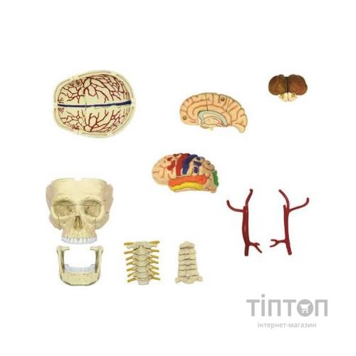 Пазл 4D Master Об'ємна анатомічна модель Черепно-мозкова коробка людини (FM-626005)