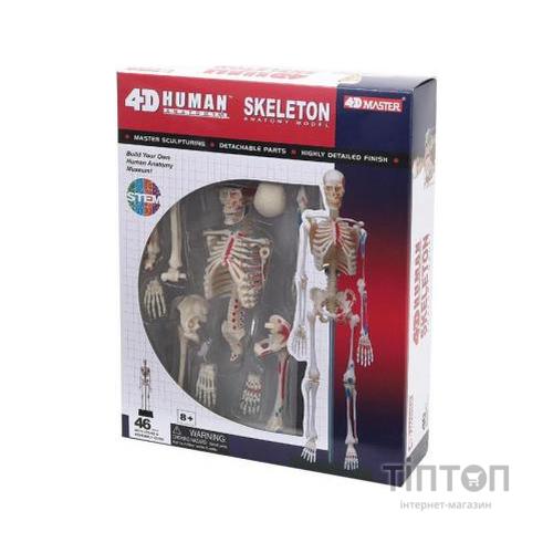 Пазл 4D Master Об'ємна анатомічна модель Master Скелет людини (FM-626011)