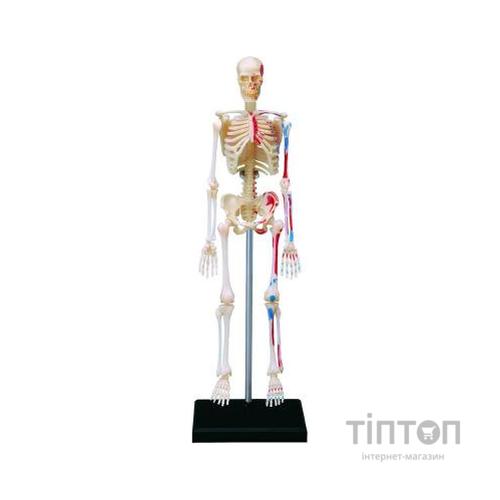 Пазл 4D Master Об'ємна анатомічна модель Master Скелет людини (FM-626011)