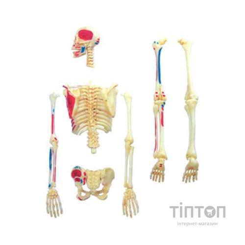 Пазл 4D Master Об'ємна анатомічна модель Master Скелет людини (FM-626011)