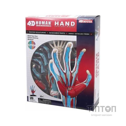 Пазл 4D Master Об'ємна анатомічна модель Рука людини (FM-626009)