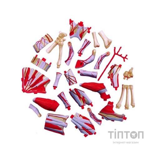 Пазл 4D Master Об'ємна анатомічна модель Рука людини (FM-626009)