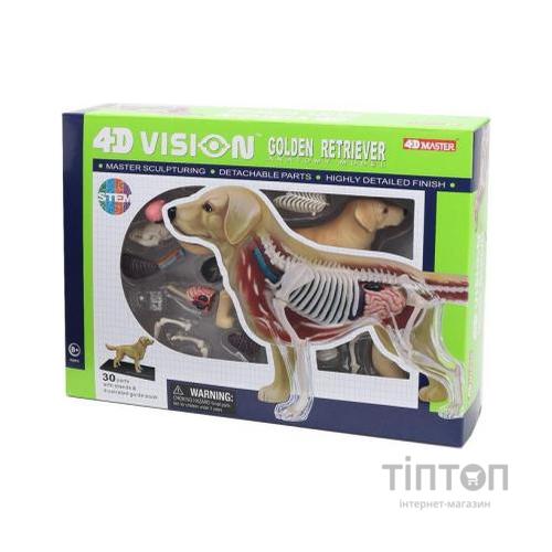 Пазл 4D Master Об'ємна анатомічна модель Собака золотистий ретривер (FM-622007)