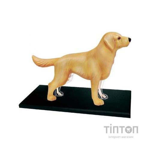 Пазл 4D Master Об'ємна анатомічна модель Собака золотистий ретривер (FM-622007)