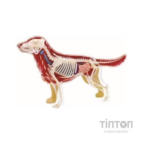 Пазл 4D Master Об'ємна анатомічна модель Собака золотистий ретривер (FM-622007)