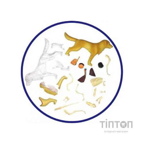 Пазл 4D Master Об'ємна анатомічна модель Собака золотистий ретривер (FM-622007)