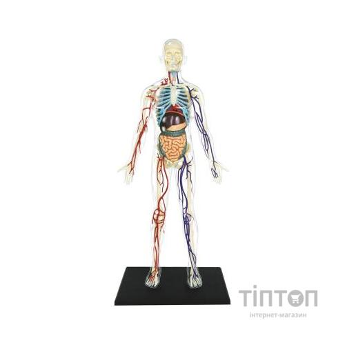 Пазл 4D Master Об'ємна анатомічна модель Тіло людини прозоре (FM-626204)