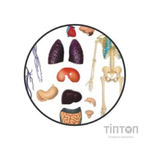 Пазл 4D Master Об'ємна анатомічна модель Тіло людини прозоре (FM-626204)