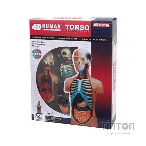 Пазл 4D Master Об'ємна анатомічна модель Торс людини (FM-626003)