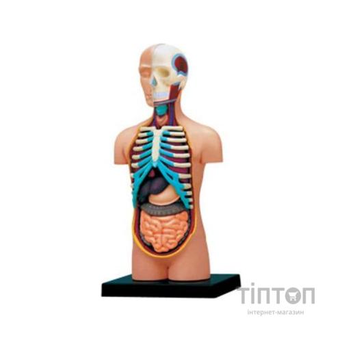 Пазл 4D Master Об'ємна анатомічна модель Торс людини (FM-626003)