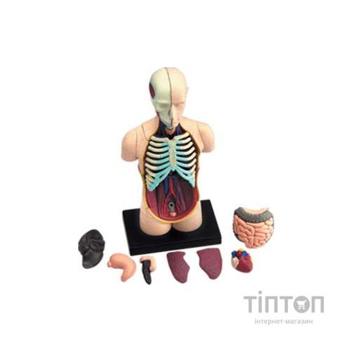 Пазл 4D Master Об'ємна анатомічна модель Торс людини (FM-626003)