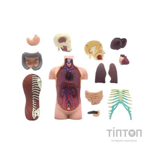 Пазл 4D Master Об'ємна анатомічна модель Торс людини (FM-626003)