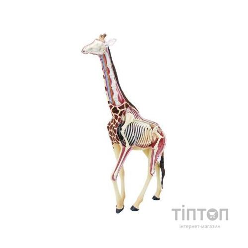 Пазл 4D Master Об'ємна анатомічна модель Жираф (FM-622011)