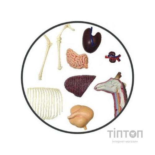 Пазл 4D Master Об'ємна анатомічна модель Жираф (FM-622011)