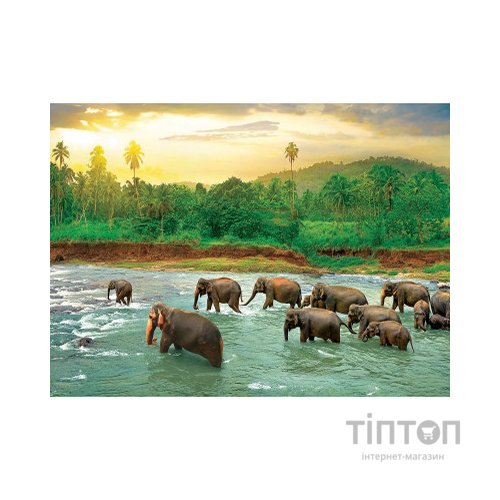 Пазл Eurographics Тропічний ліс Врятуємо нашу планету (6000-5540)