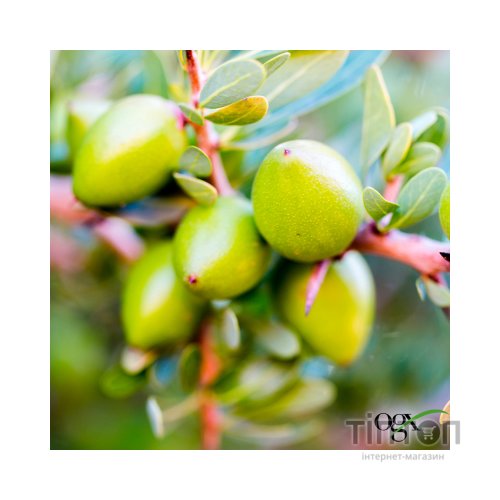 Шампунь OGX Argan oil of Morocco Відновлювальний 385 мл (0022796976116)