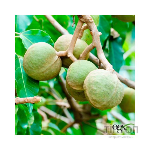 Шампунь OGX Kukui Oil Зволоження та гладкість 385 мл (0022796974211)